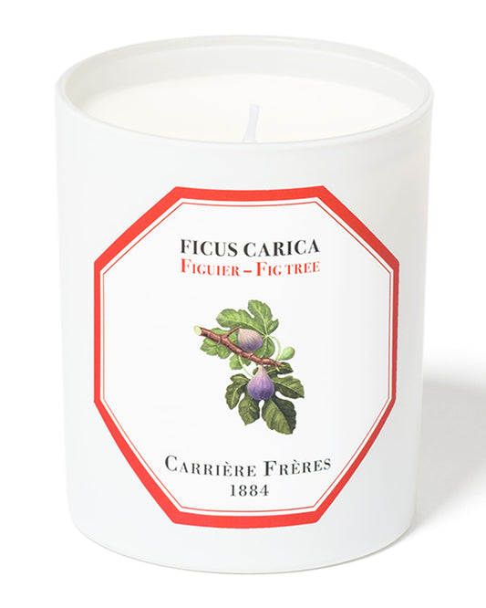 Scented Candle - Ficus Carica - Fig Tree